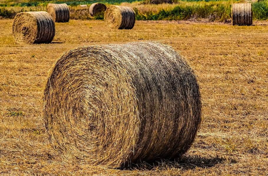hay, agriculture, straw, farm, rural, nature, countryside, harvest, bale, barley