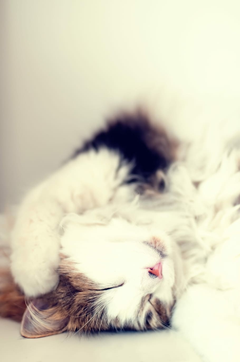brown, white, fur cat, sleeping, surface, fur, cat, white surface, pets, domestic Cat