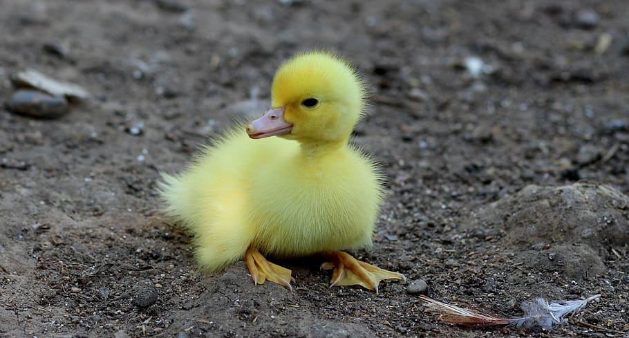 yellow duckling, duckling, birds, yellow, fluffy, chicken, small, cute, bird, animal themes