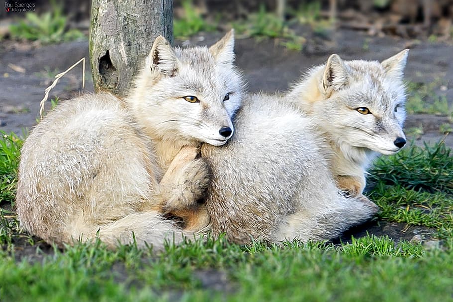 two, gray, wolf cubs, green, lawn grass, steppevos, fox, zoo, animal, nature