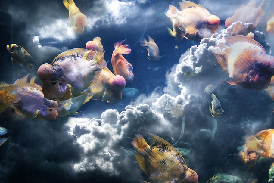flower horn fish, clouds, fish, composition, sea, sky, wave, nature, ocean, underwater