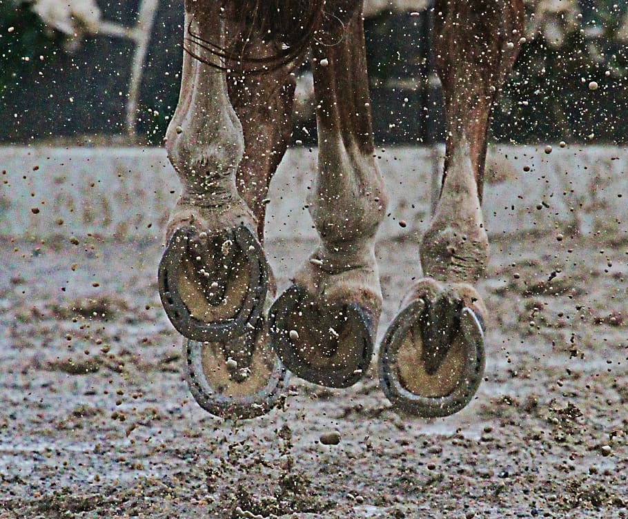 close-up, brown, horse, grey, horseshoes, hooves, mud, animal, sport, sporthorse