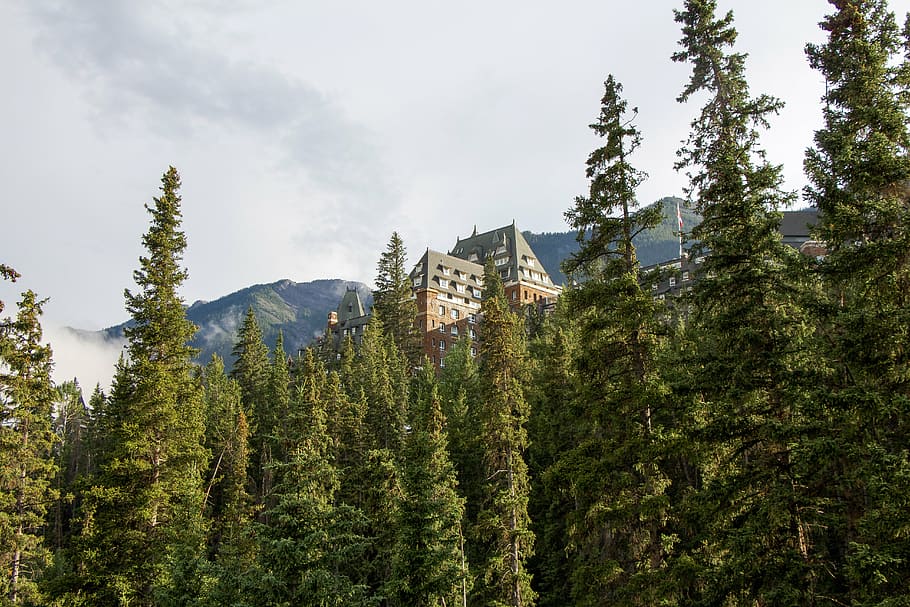 brown, house, surrounded, pine trees, banff springs hotel, banff, alberta, canada, forest, mountain