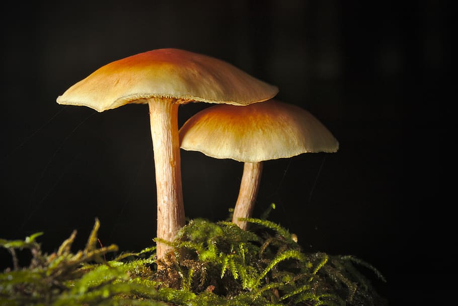 mushrooms, forest, autumn, close up, moss, mushroom, fungus, vegetable, food, plant