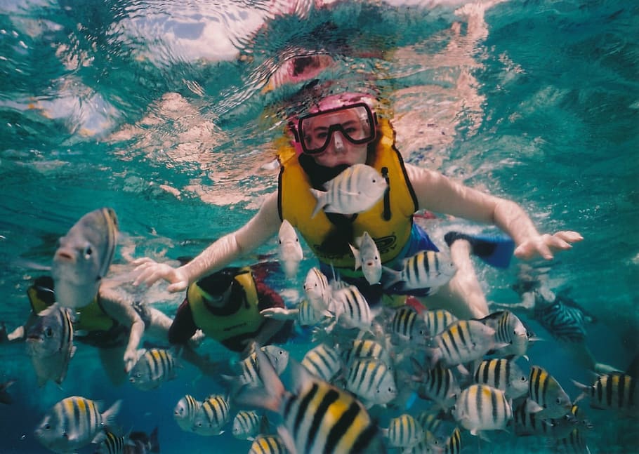pessoa, natação, embaixo da agua, cercado, escola cinza e preto, peixe, mergulho com snorkel, snorkeler, recife, mar