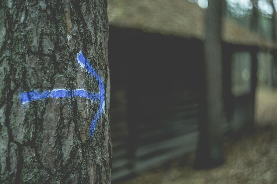 tree, arrow, sign, blur, outdoor, nature, tree trunk, trunk, plant, focus on foreground