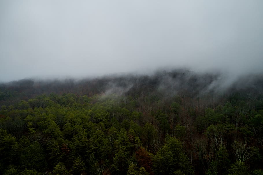 smoke-covered pine tress, fog, mountain, woods, forest, green, aerial, nature, growth, landscape