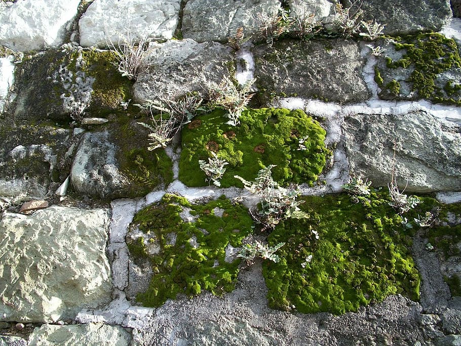 moss, hornworts, liverworts, lichen, stone wall, stone path, mossy, bryophyta, backgrounds, pattern