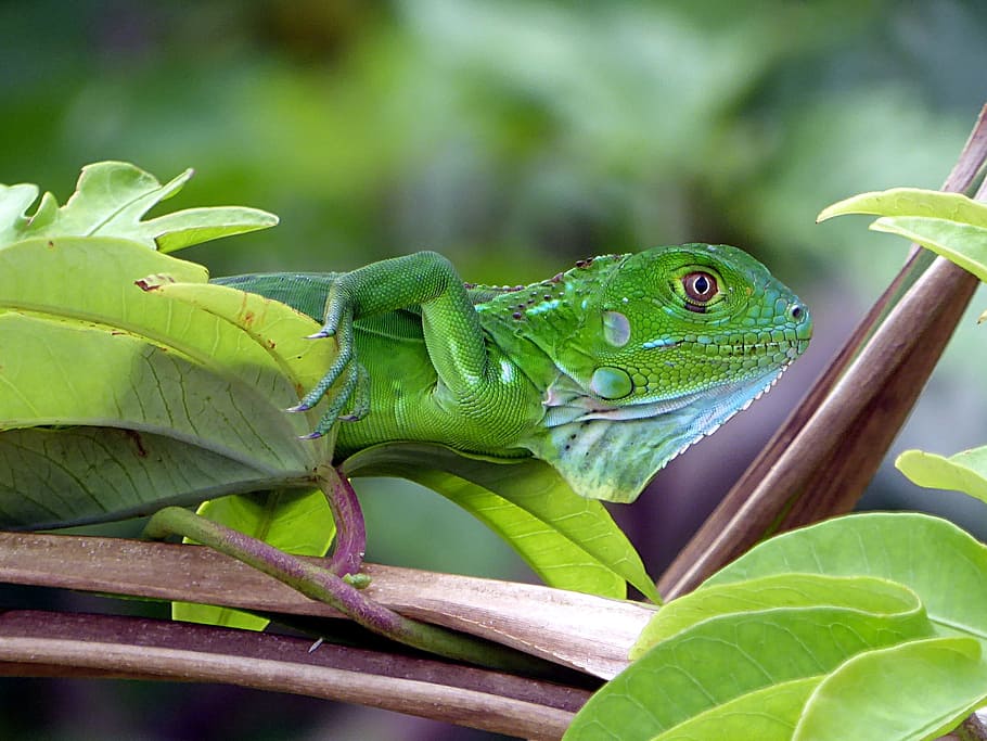 Kadal, Reptil, Hewan, Fauna, hijau, kosta rika, warna hijau, satu hewan, tema hewan, daun