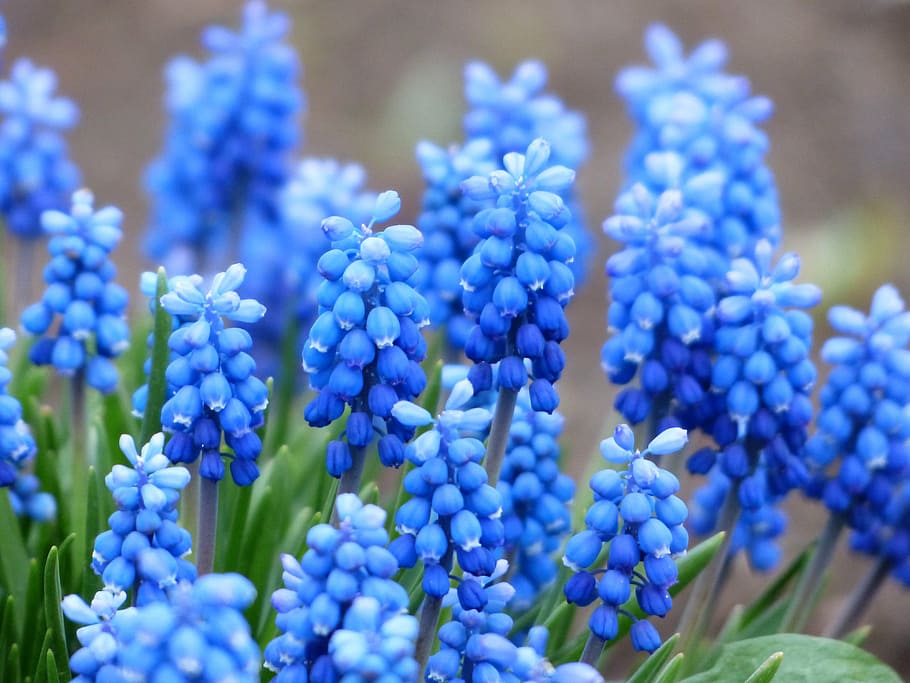 blue, grapes hyacinth flower, muscari, common grape hyacinth, blossom, bloom, flower, ornamental plant, garden plant, muscari botryoides