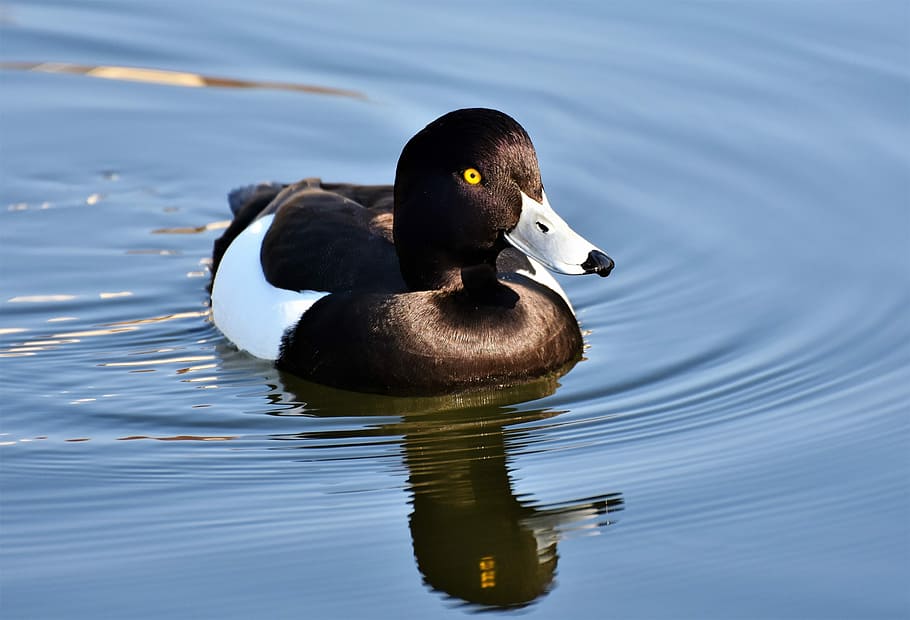 white, black, duck, swimming, water, violet duck, small mountain duck, bird, ducky, water bird