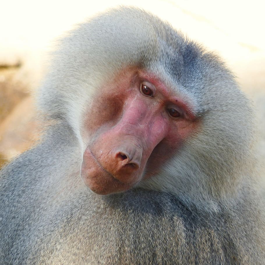baboon, leaning, face, sideways, hamadryas, male, chef, animal portrait, close, monkey