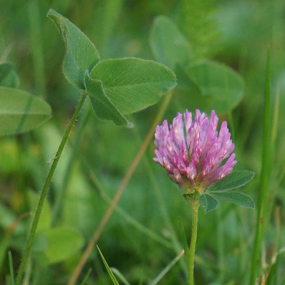 red, clover, Red Clover, Trifolium Pratense, wildflowers, forage plant, nature, flower, plant, green Color