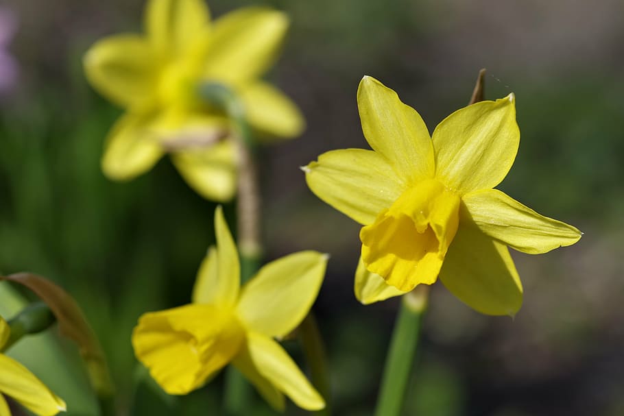 Нарцисс цветочный магазин. Солнечный желтый. Нарцисс (Daffodil). Солнечный желтый. (Daffodil). Нарцисс Sunny Spring.
