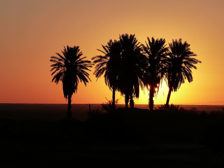 sunrise, desert, iran, palm trees, oasis, sky, morning, silhouette, sunset, palm tree