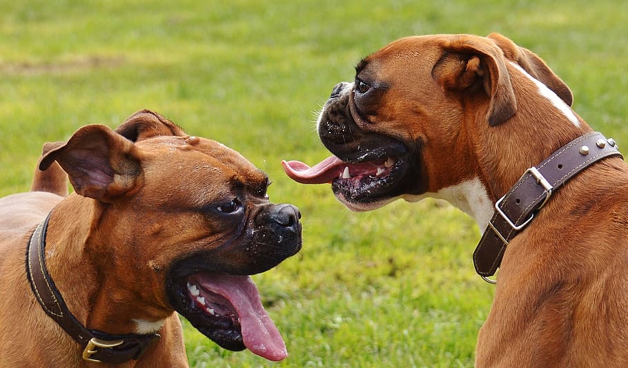 two, adult fawn boxer dogs, boxer dogs, dogs, good aiderbichl, sanctuary, animal welfare, animals, fond of animals, play