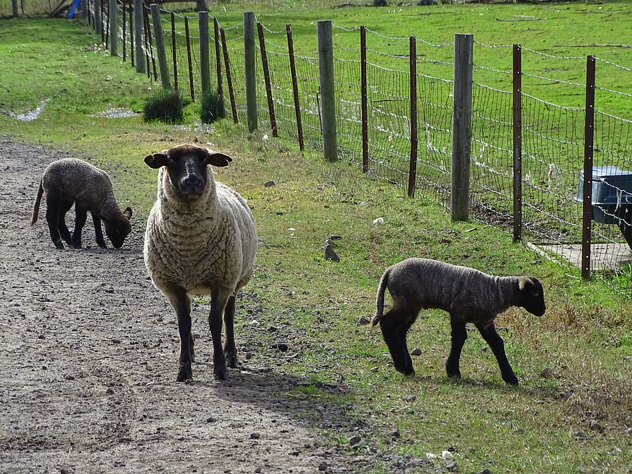 sheep, livestock, fleece, lamb, wool, farming, baby lambs, black sheep, animal, rural
