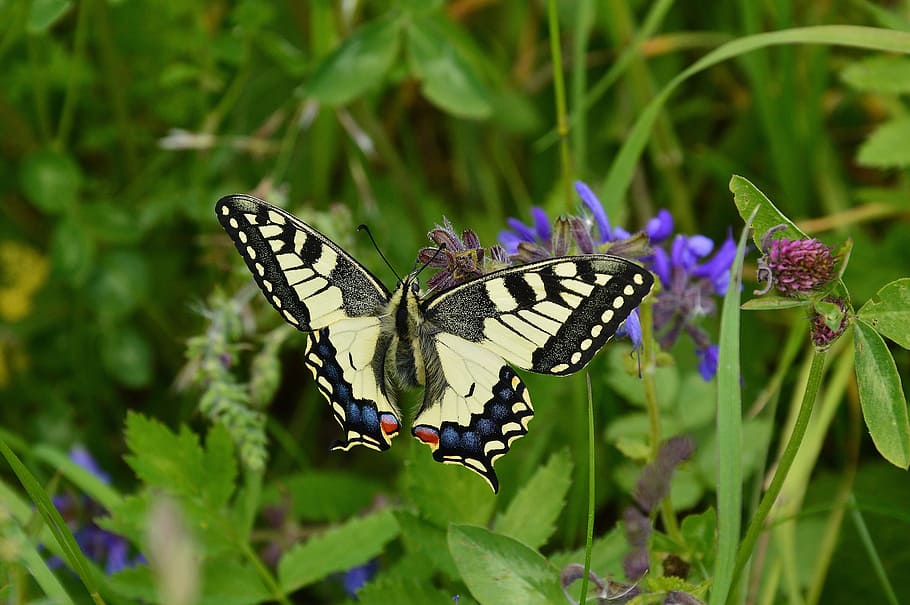 tiger swallowtail butterfly, closeup, dovetail, papilio machaon, butterfly, nature, swallowtail butterfly, tyrol, sautens, oetztal