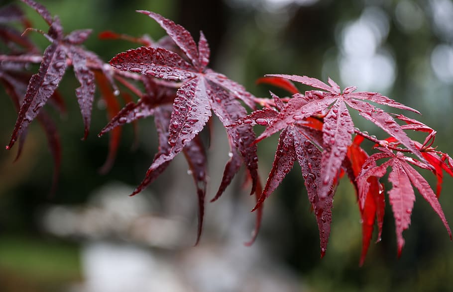 maple leaf, japan maple, red leaf, acer palmatum, japan garden, autumn leaf, autumn mood, red, garden, just add water