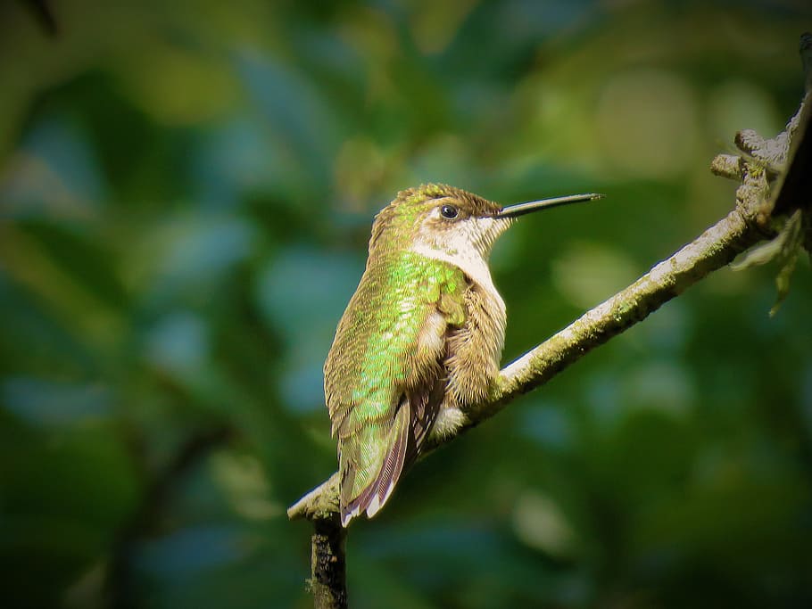 bokeh photography, green, hummingbird perching, tree branch, bird, hummingbird, wildlife, animal themes, animal, animal wildlife