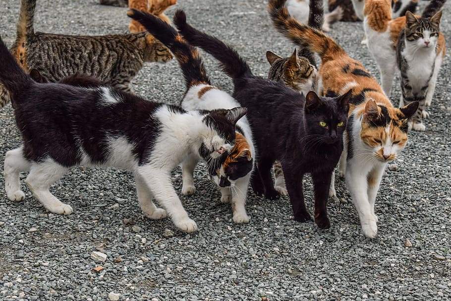 고양이, 야생, 동물, 야외, 함께, 친구, 갱, 팀, 그룹, 키프로스 팩