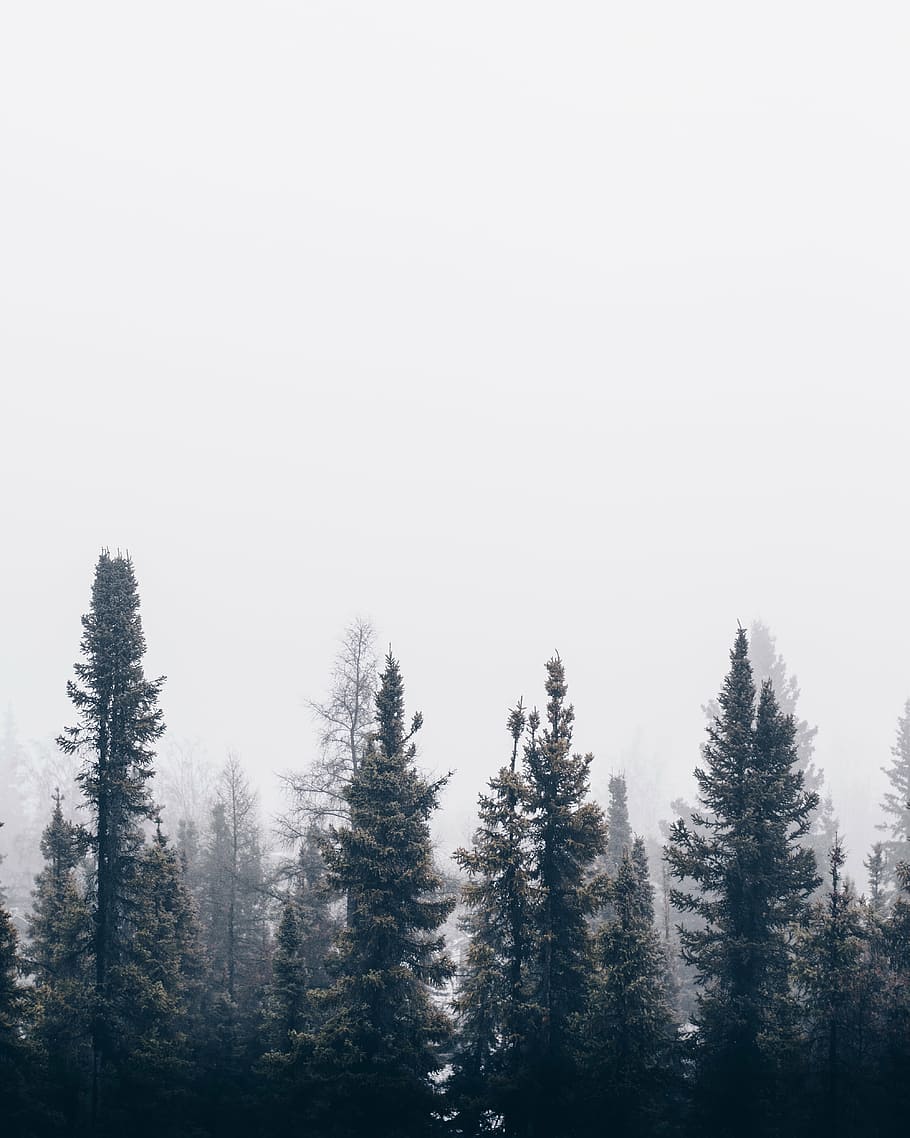 green, pine trees, fog, nature, forest, trees, woods, smoke, haze, tree