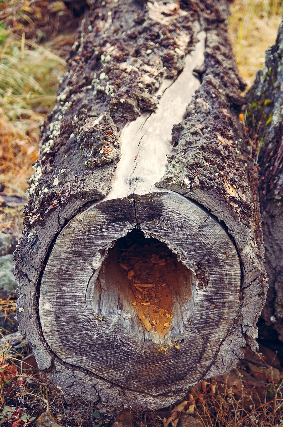 hollow log, log, wood, tree, forest, bark, tree trunk, trunk, close-up, textured