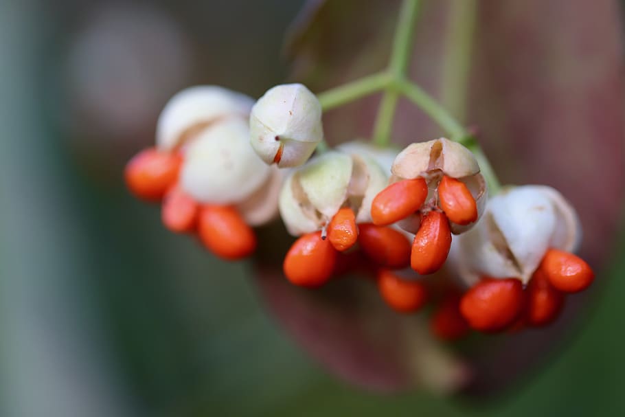 fortunei, spindle, pfaff copings, priest cape perl, spill tree, euonymus europaeus, flowers, fruits, seeds, orange