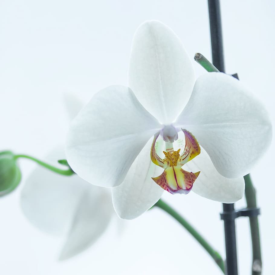 Orquídea, blanco, flor, Phalaenopsis, color blanco, primer plano, cabeza de flor, pétalo, fragilidad, planta floreciente