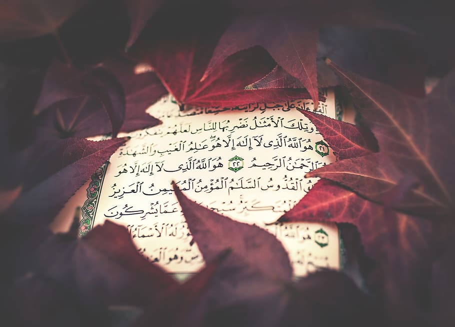 Bahasa Arab, buku teks aksara arab, bagian tanaman, daun, teks, close-up, fokus selektif, kertas, musim gugur, alam