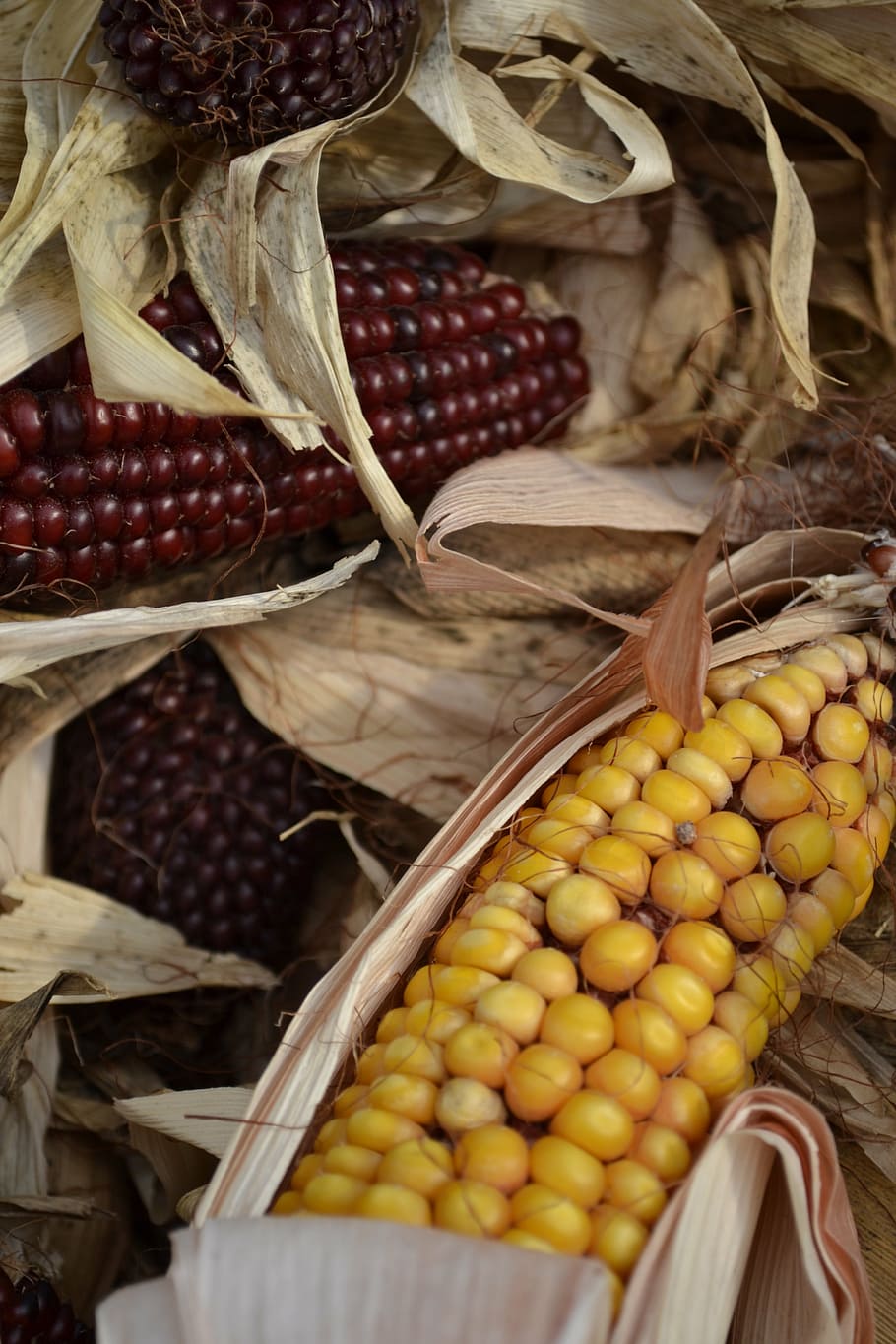 corn, autumn, fall, harvest, maize, food, vegetable, agriculture, fruit, organic