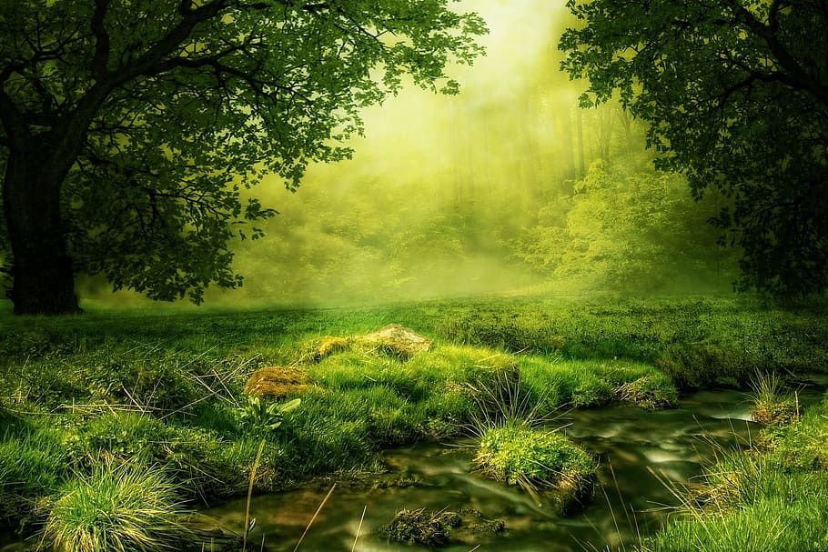 foto de paisagem, verde, campo de grama, árvores, clareira, floresta, prado, compondo, natureza, místico