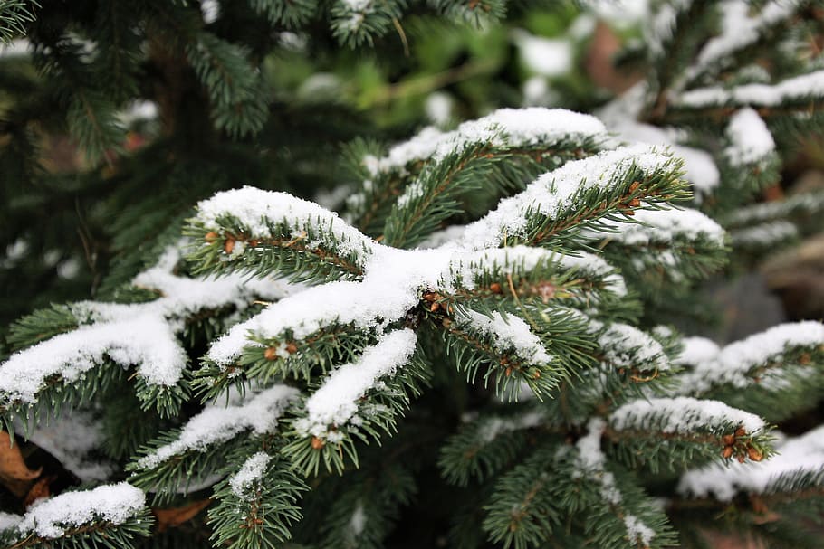 salju, salju pertama, pohon cemara, pohon natal, alam, musim dingin, pohon, pohon jenis konifera, di bawah salju, suhu dingin