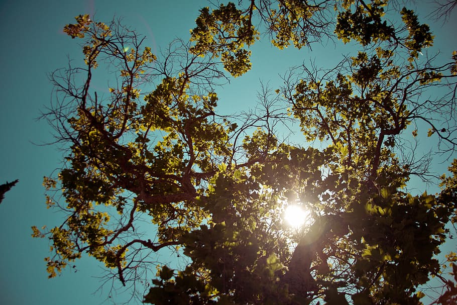 sinar matahari, hijau, berdaun, pohon, rendah, sudut, bidikan, fotografi, daun, biru