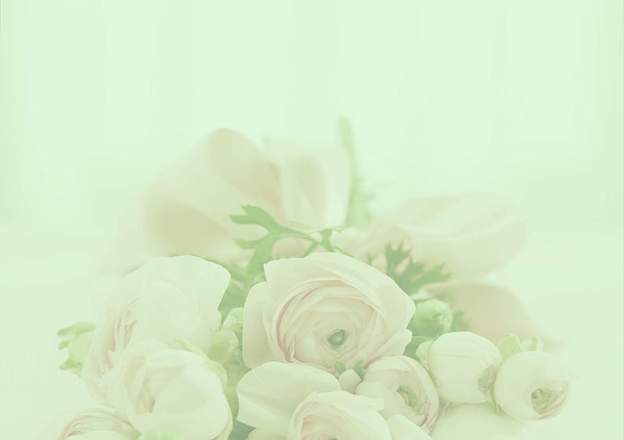 macro photography, pink, flowers, pastel, roses, background, romantic, wedding, invitation, pastellfarben