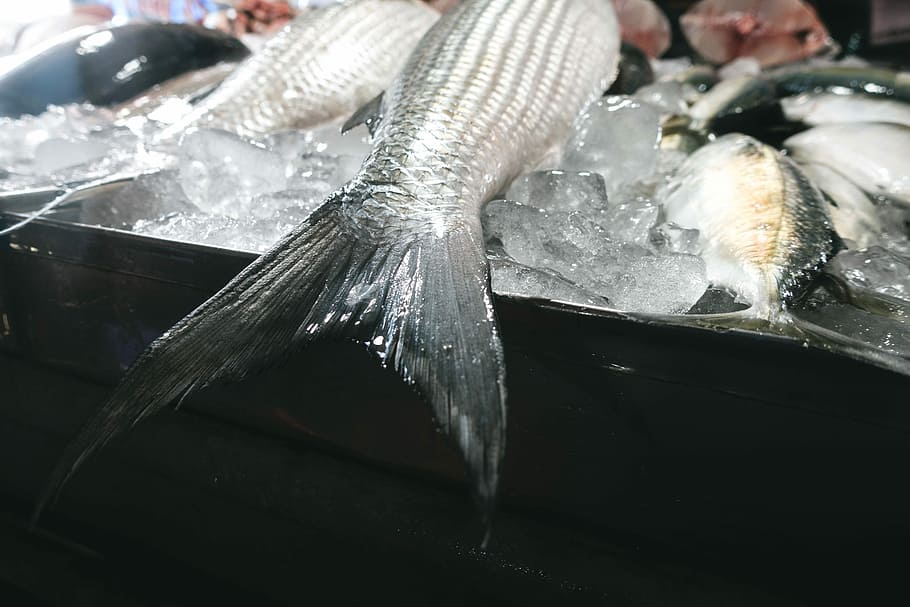 fish tail, close, Fish, tail, close up, market, seafood, food, freshness, ice