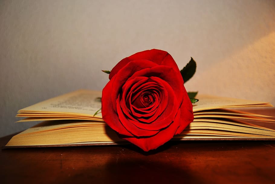 red, rose, flower, book page, book, rose red, celebration, saint george, sant jordi, rose - flower
