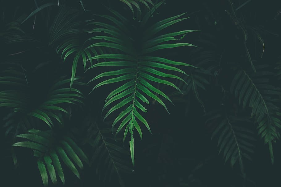 close-up photo, green, leaf plants, leaf, plant, nature, blur, dark, tropical Climate, tree