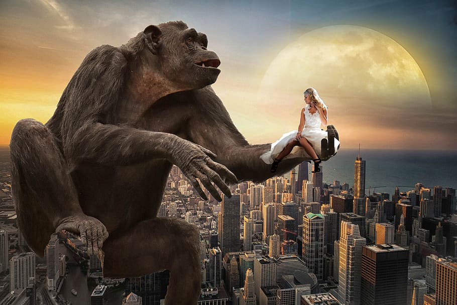 fantasy, monkey, mrs white, new york, city, moon, sky, clouds, hold tight, view