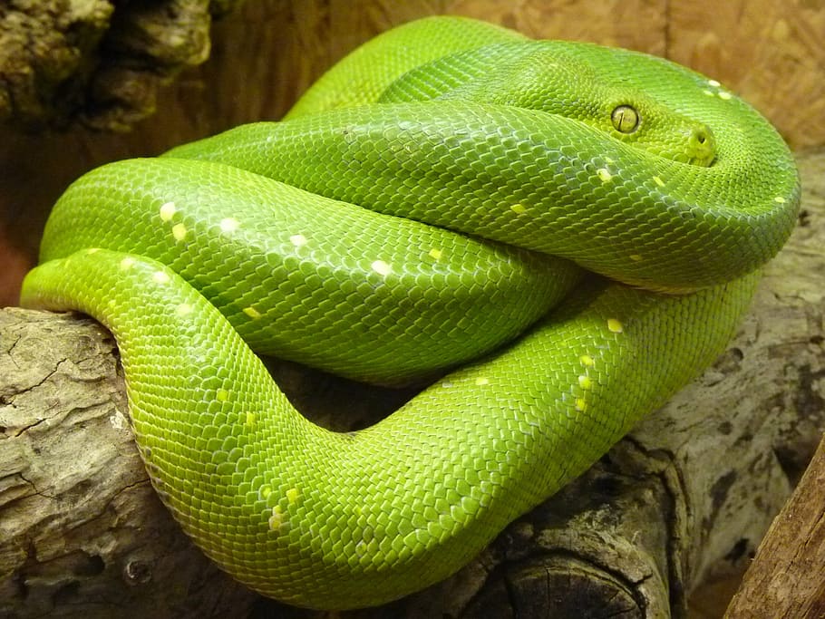 hijau, python, kayu, python pohon hijau, morelia viridis, ular, pythoninae, hewan, racun, menyeramkan