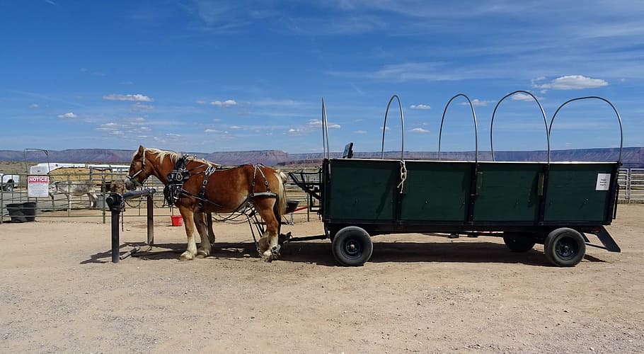 ranch, hualapai, indian, wagon, horse, cart, transport, carriage, grand canyon, arizona