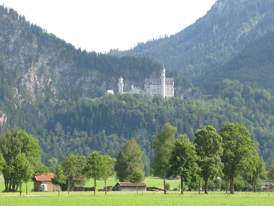 neuschwanstein castle, remote recording, füssen, schwangau, king ludwig, mountain meadow, trees, mountains, tree, plant