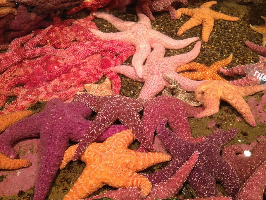 Starfish, Red, Orange, Violet, Aquarium, red, orange, marine, star, life, seashell