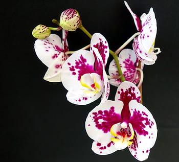 Fotos orquídeas de polilla blanca y morada libres de regalías | Pxfuel