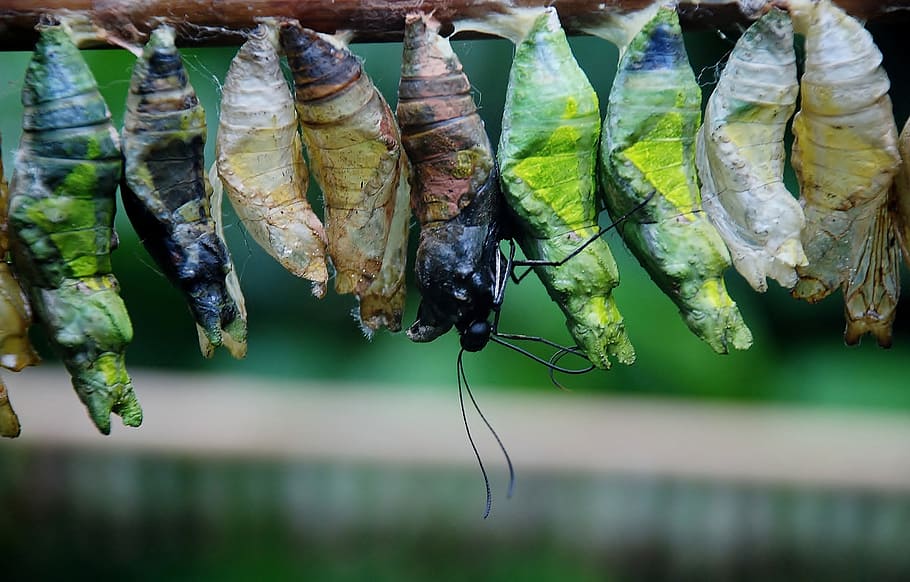 ten, butterfly cocoons chrystalis, closeup, photography, butterfly, cocoons, closeup photography, cocoon, butterfly chrysalis, bug