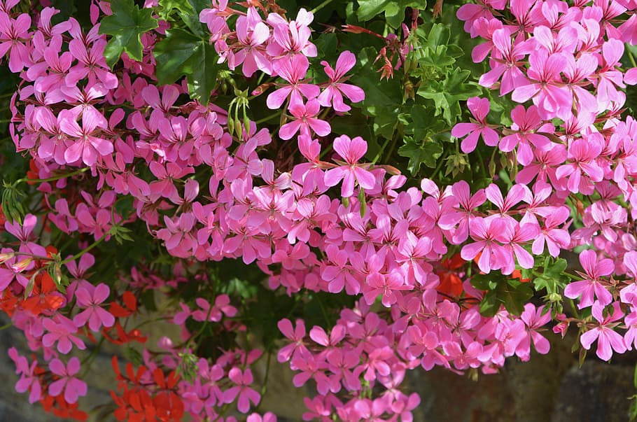 bunga, bunga geranium pink, jardiniere, pot, warna pink, tanaman, tanaman berbunga, warna merah muda, keindahan di alam, kesegaran
