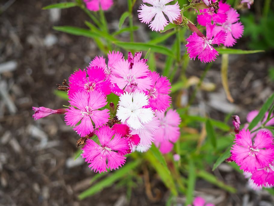 pink, putih, bunga dianthus, closeup, fotografi, makro, tembakan, bunga, daun, tanaman