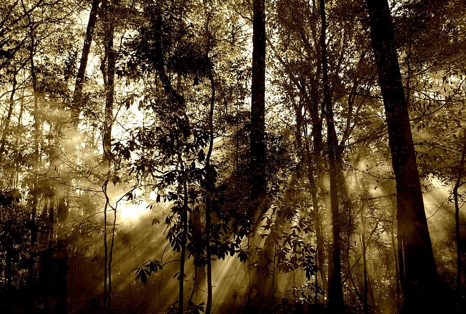 negro, árboles, luz, bosque, sol, rayos, niebla, naturaleza, árbol, viga