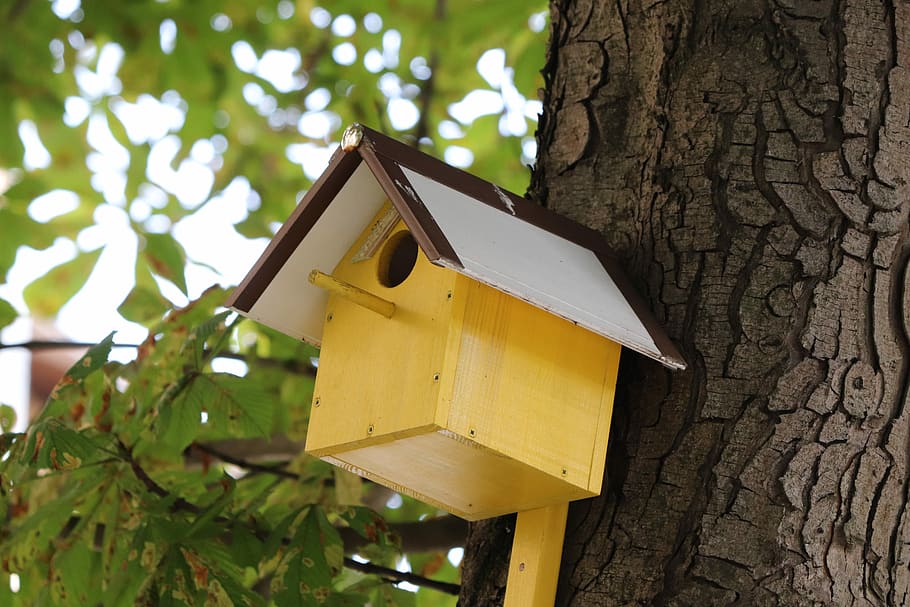 starling box, feeder, birdhouse, nest home, house, garden, birds, handmade, tree, wildlife