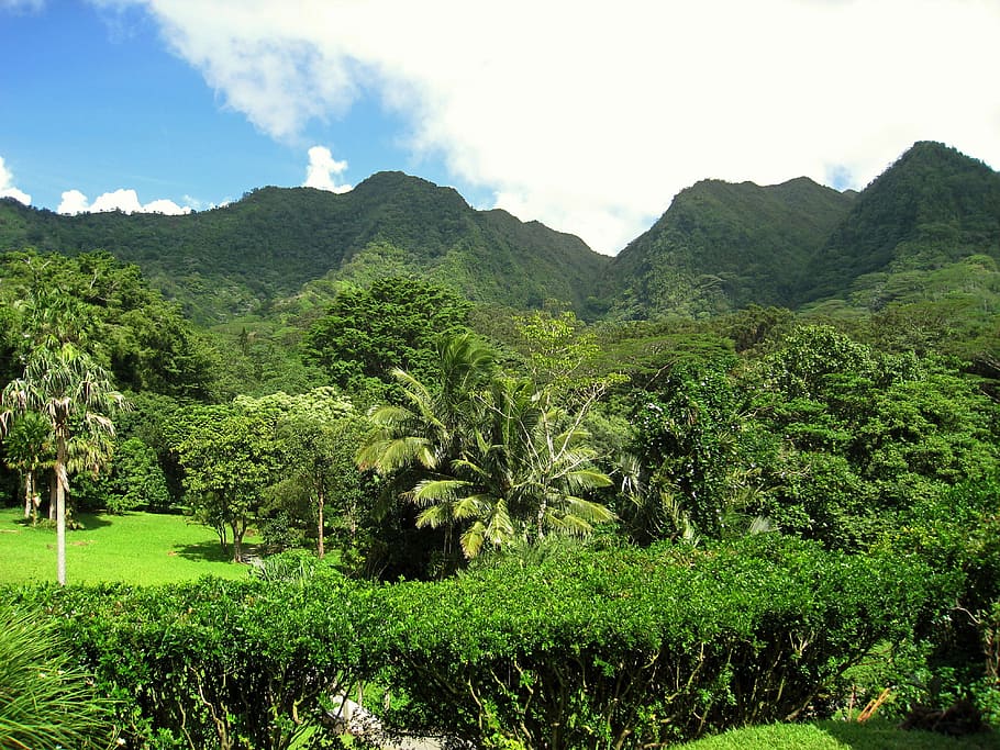 緑の風景, ハワイ, ヒルズ, ツリー, フォレスト, ハワイアン, 山, 自然, 田舎, 空
